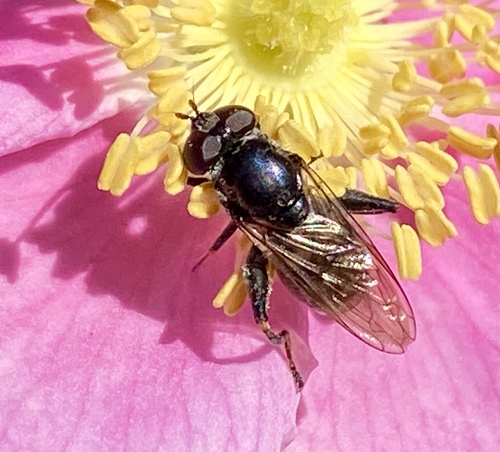 iNaturalist observation photo of Leafwalkers