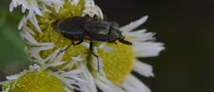 Stomorhina obsoleta