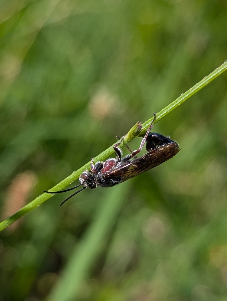 Ants, Bees, Wasps, and Sawflies from Main Creek NSW 2420, Australia on ...