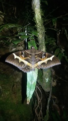 Cyligramma disturbans