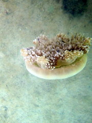 Cassiopea frondosa
