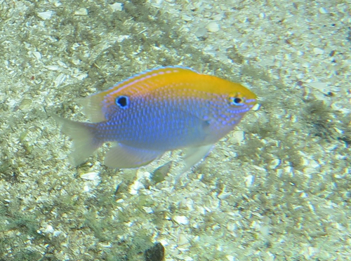 Baensch's damsel (Pomacentrus baenschi) — Pomacentridae — 2