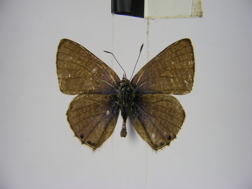 Crawshay's hairtail