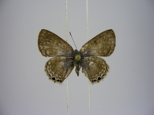 Crawshay's hairtail