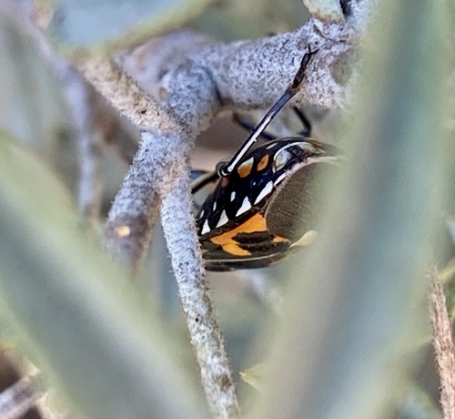 iNaturalist observation photo of Harlequin Bug
