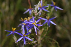 Calectasia intermedia