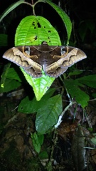 Cyligramma disturbans