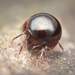 Galumnidae - Photo (c) Damien Brouste, some rights reserved (CC BY-NC), uploaded by Damien Brouste