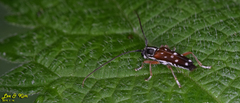 Glenea relicta