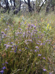 Calectasia intermedia