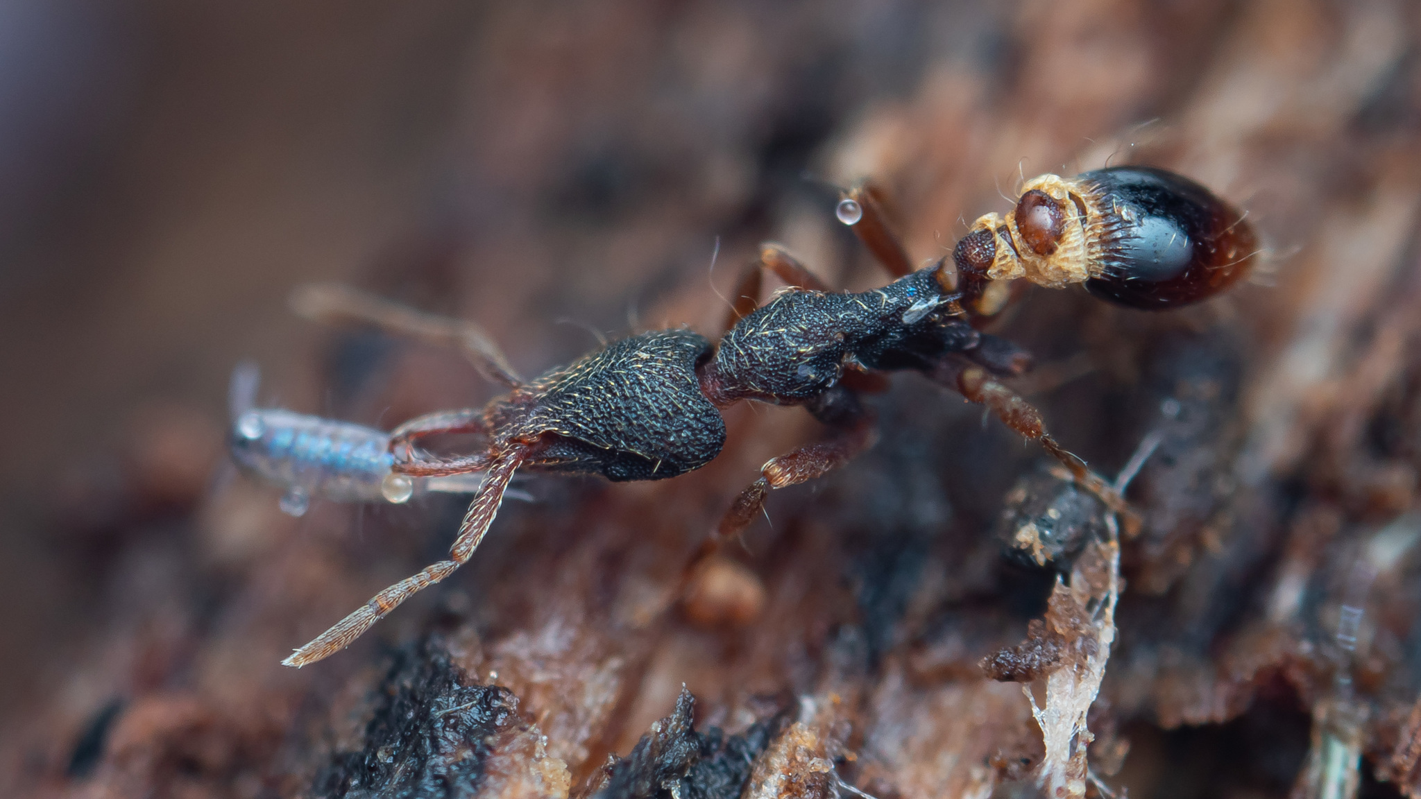 Strumigenys aenigma