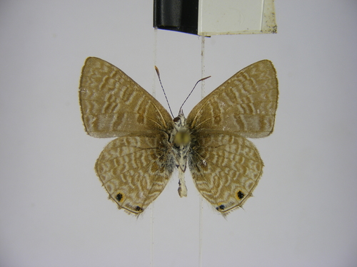 Crawshay's hairtail