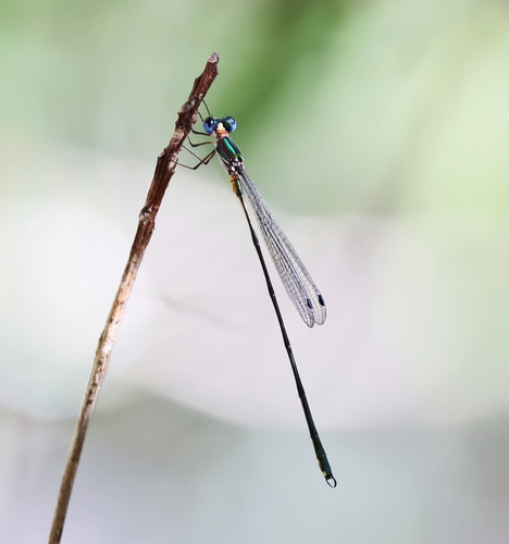 Synlestes tropicus Tillyard, 1917