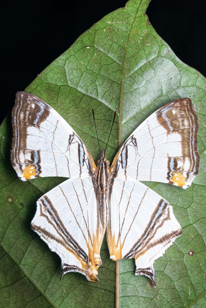 Cyrestis whitmei