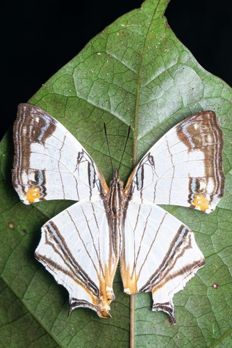 Cyrestis whitmei