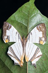 Cyrestis whitmei