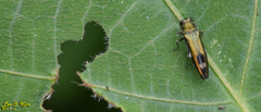 Agrilus chujoi