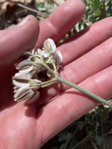 Image of Vesper bulbosus by (c) Martin Purdy, some rights reserved (CC BY)