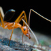 Leptomyrmex pallens - Photo (c) Damien Brouste, some rights reserved (CC BY-NC), uploaded by Damien Brouste