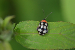 Alagoasa bipunctata perennis