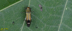 Agrilus chujoi