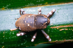 Anomocerus coquereli