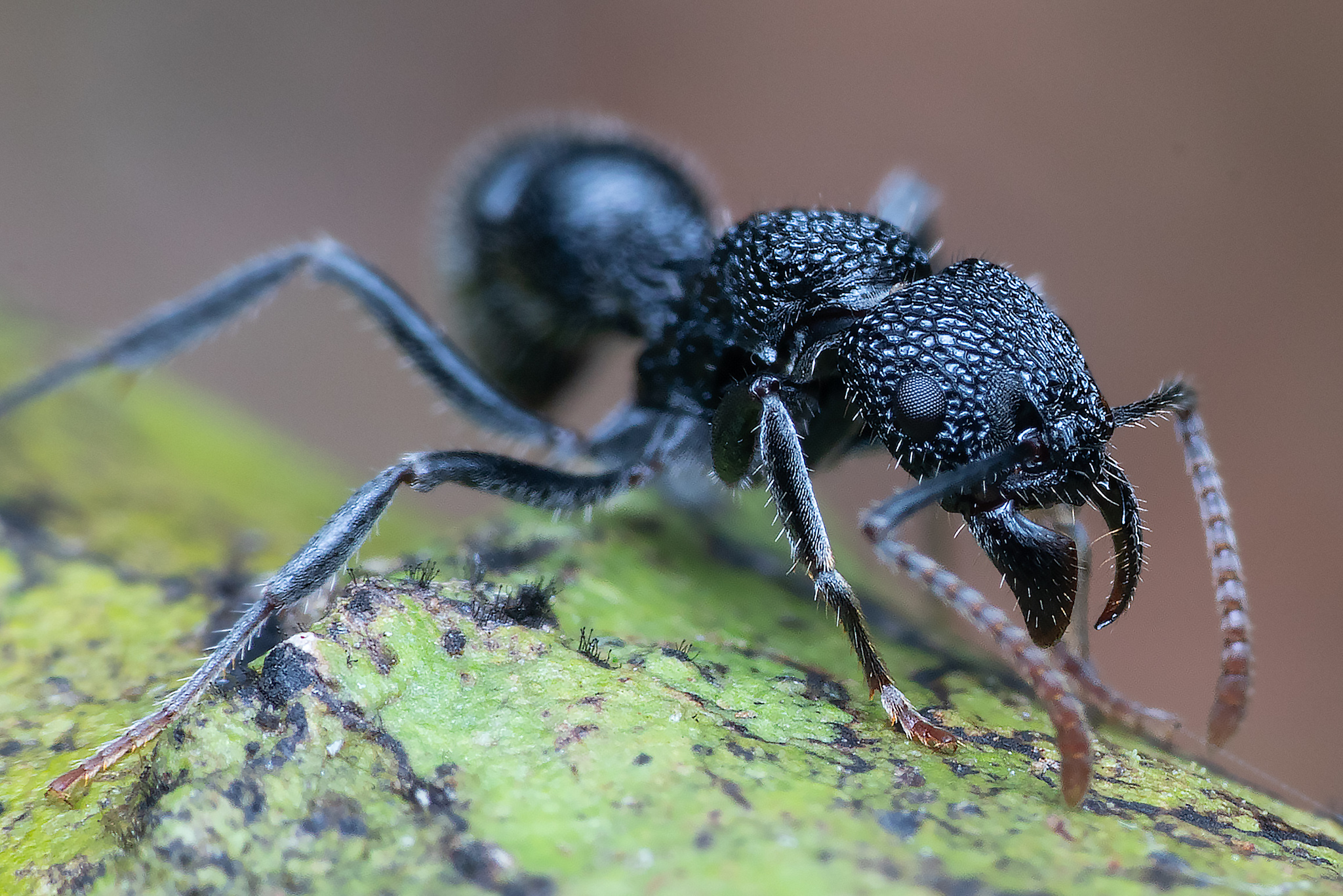 Rhytidoponera terrestris