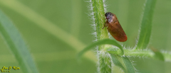 Eoscarta assimilis