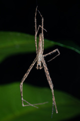 Menneus neocaledonicus