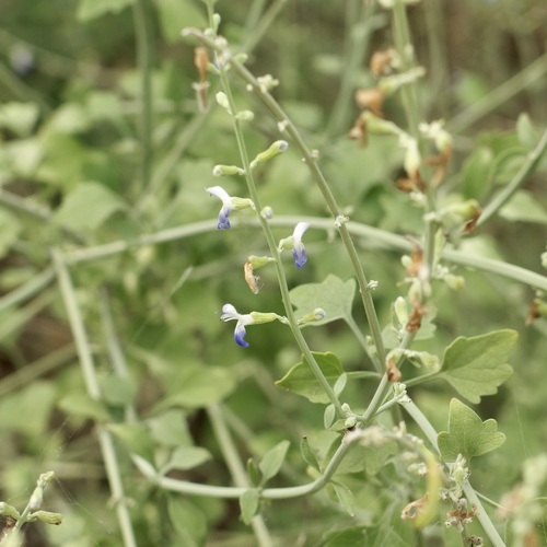 Image of Salvia palmetorum by (c) Sue Carnahan, some rights reserved (CC BY)