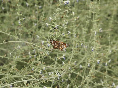 Image of Salvia palmetorum by (c) Sue Carnahan, some rights reserved (CC BY)