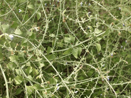Image of Salvia palmetorum by (c) Sue Carnahan, some rights reserved (CC BY)