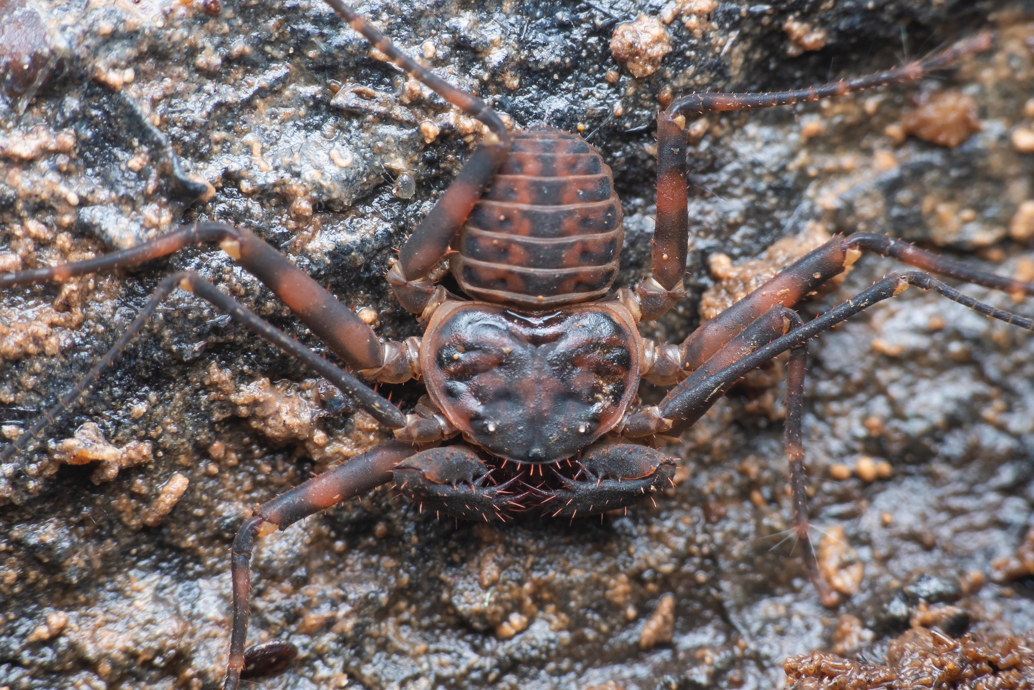 Charinus neocaledonicus Kraepelin, 1895