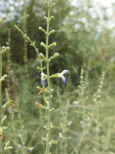 Image of Salvia palmetorum by (c) Sue Carnahan, some rights reserved (CC BY)