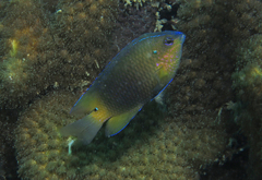 Threeline Damsel photo 3