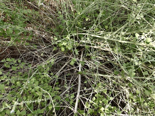 Image of Salvia palmetorum by (c) Sue Carnahan, some rights reserved (CC BY)