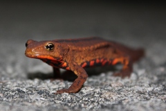 Paramesotriton hongkongensis