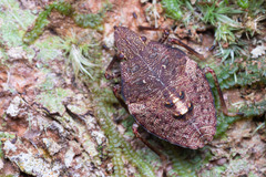 Polycarmes