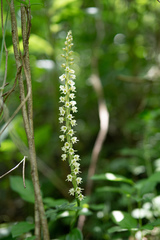 Peristylus goodyeroides