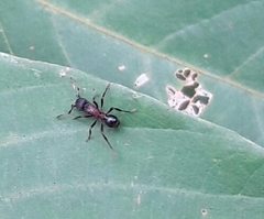 Stictoponera bicolor