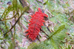 Caledonimeria mirabilis