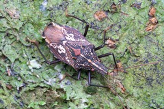 Polycarmes punctatissimus