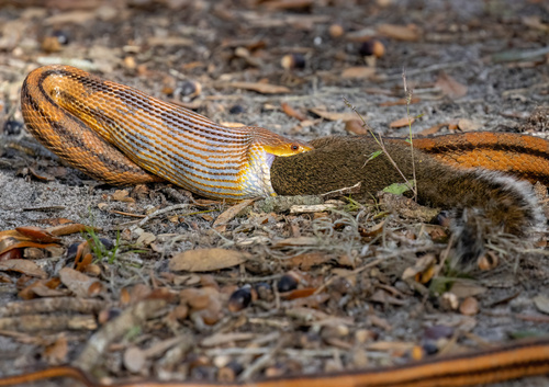 Eastern Ratsnake, photo 5 of 10