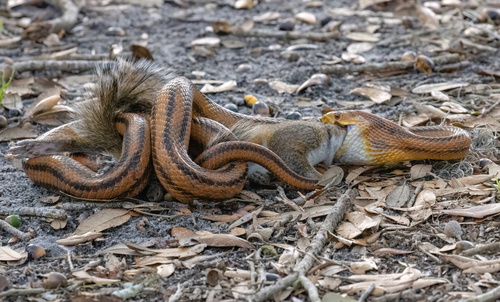 Eastern Ratsnake, Osceola County, FL, USA, photo 7 of 10