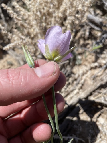 Image of Calochortus flexuosus by (c) Martin Purdy, some rights reserved (CC BY)