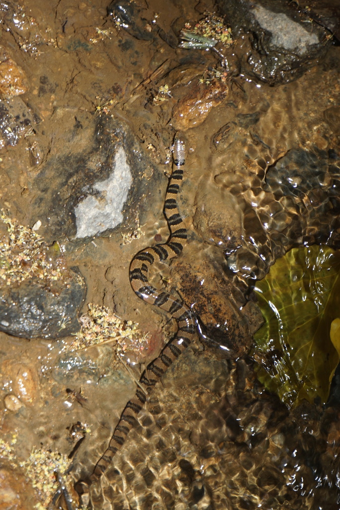 Yunnan Annulate Keelback