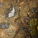 Trimerodytes yunnanensis - Photo (c) ymr1230, alguns direitos reservados (CC BY-NC), uploaded by ymr1230