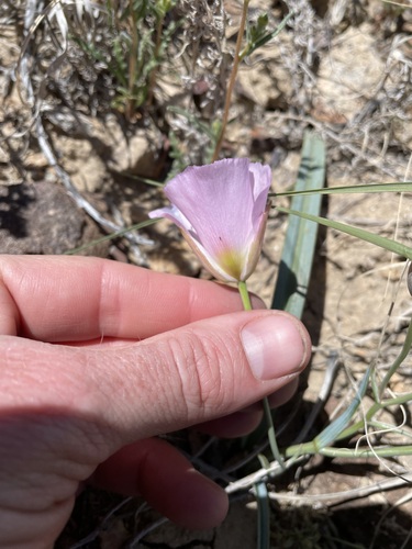 Image of Calochortus flexuosus by (c) Martin Purdy, some rights reserved (CC BY)