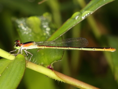 Agriocnemis femina femina
