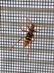 Chlorophorus quinquefasciatus